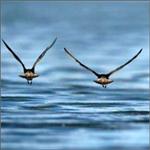 Godwits flying